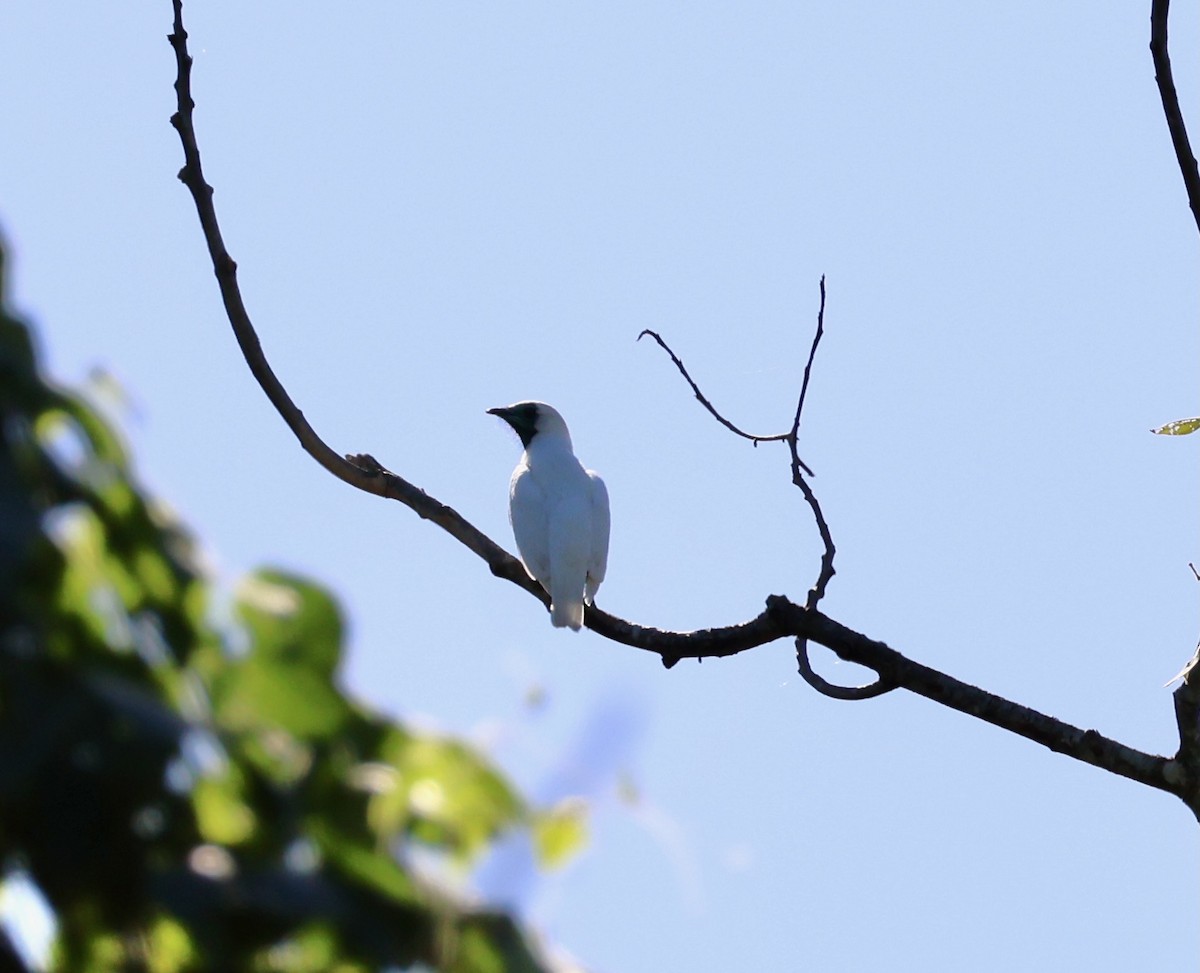Bare-throated Bellbird - ML640149203