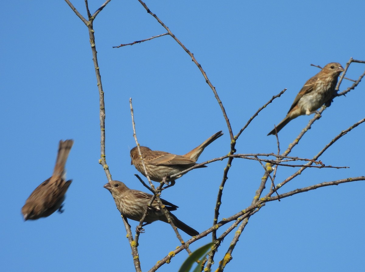 House Finch - ML640149216