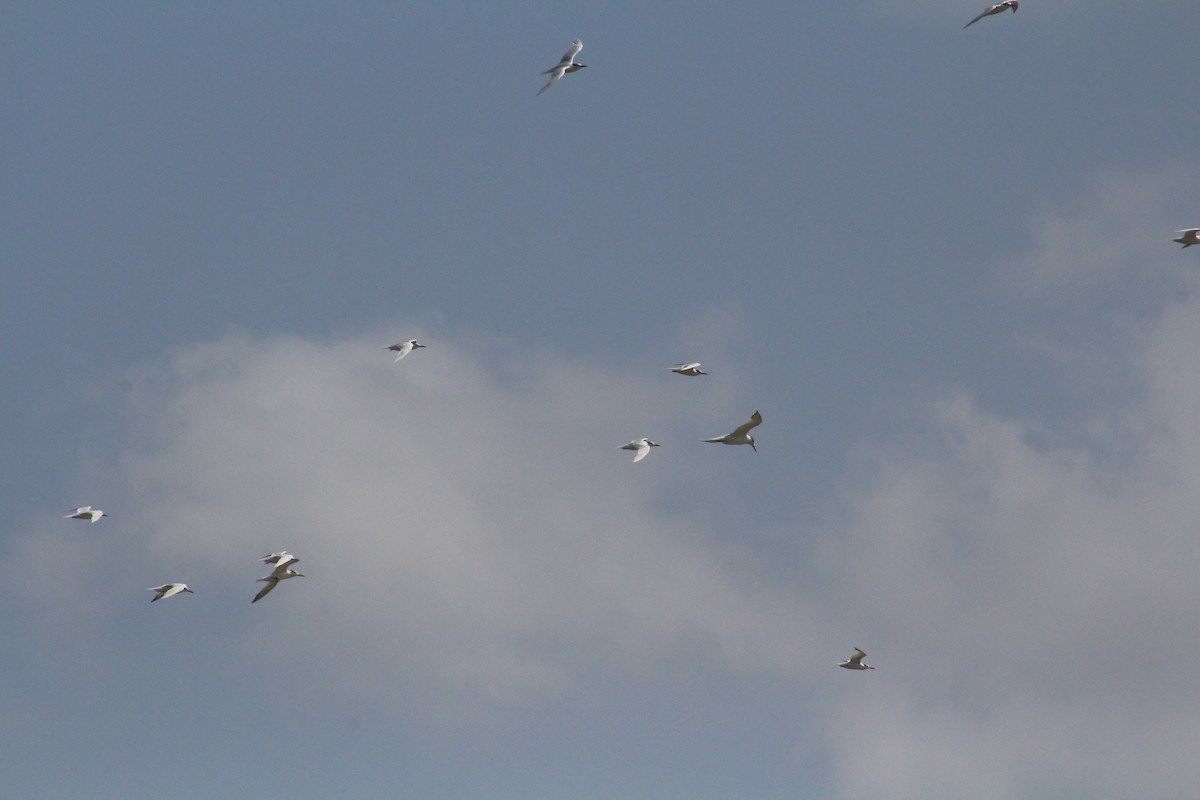 rybák severní - ML640149264