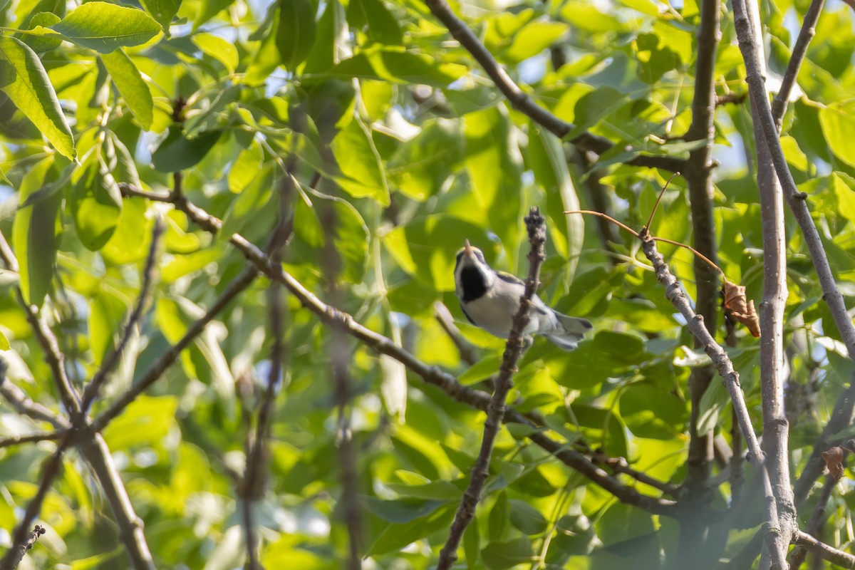 gullvingeparula - ML640149270