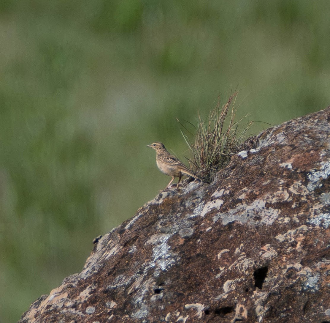 Nicholson's Pipit - ML640149288