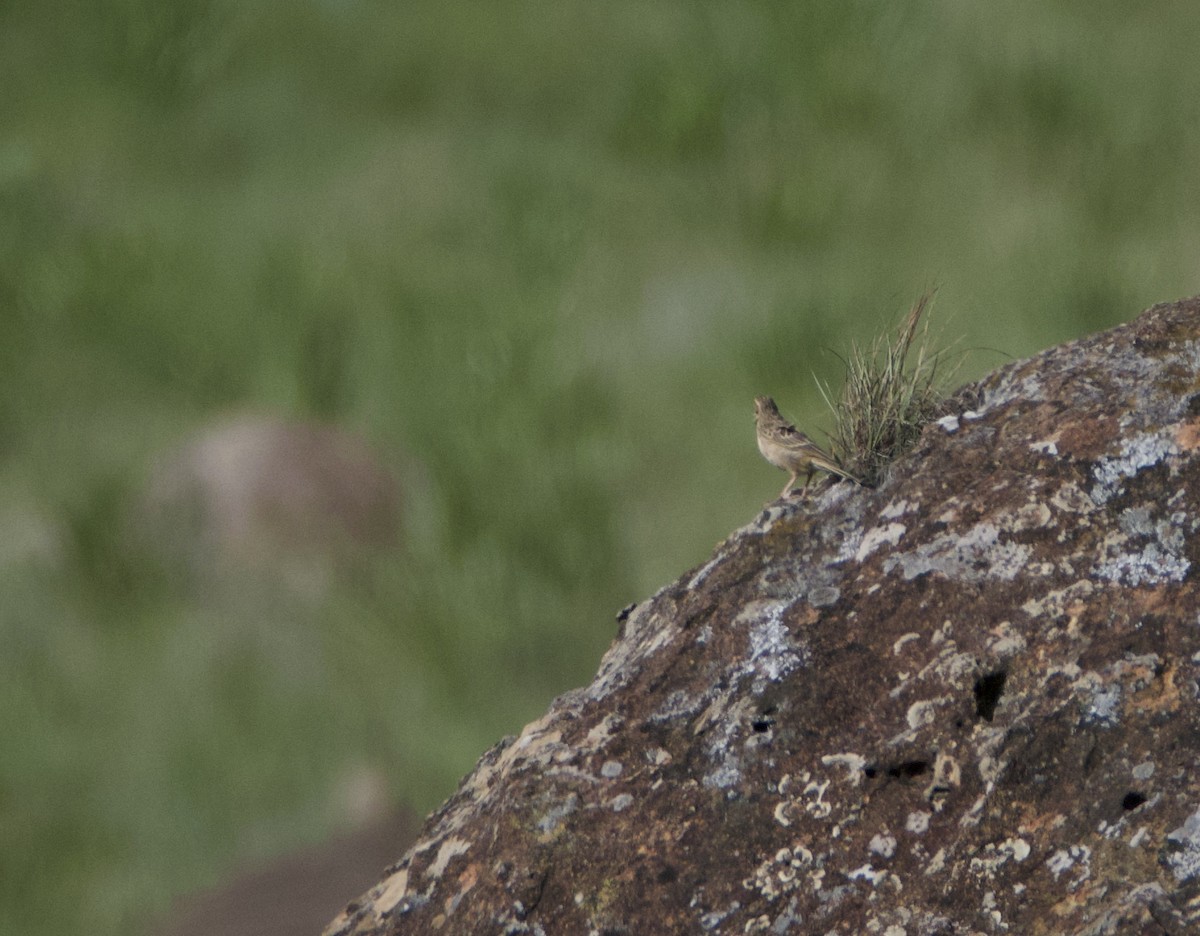 Nicholson's Pipit - ML640149289