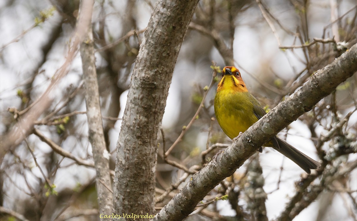 Fulvous-headed Brushfinch - ML640149297