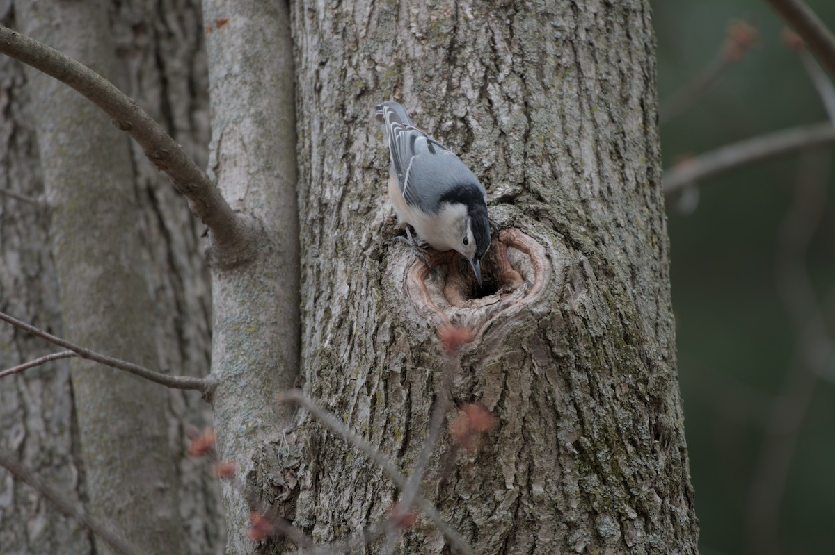 White-breasted Nuthatch - ML640149314