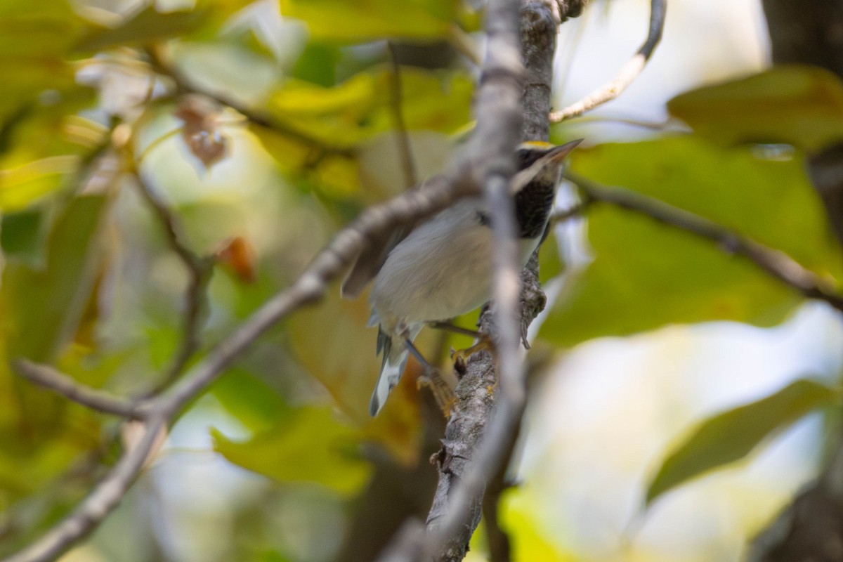 gullvingeparula - ML640149315