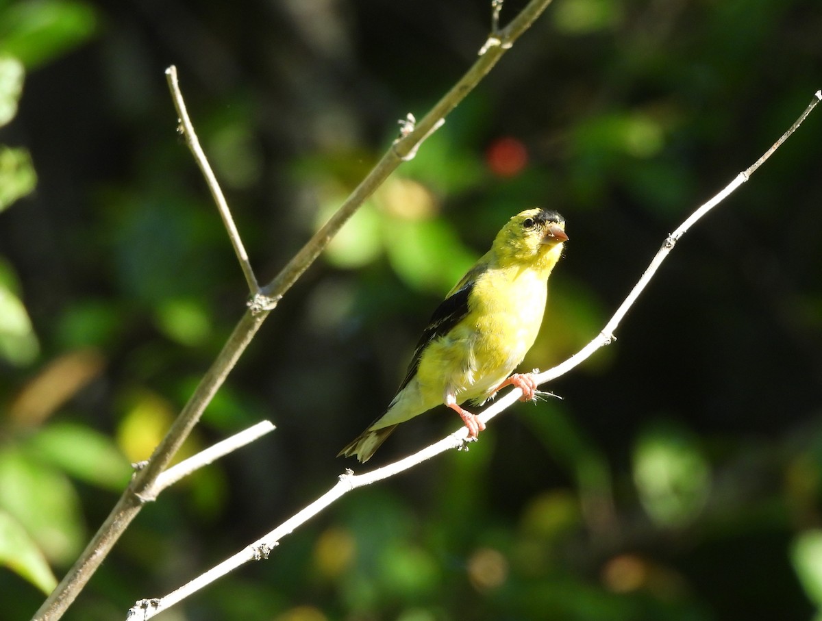 American Goldfinch - ML640149327