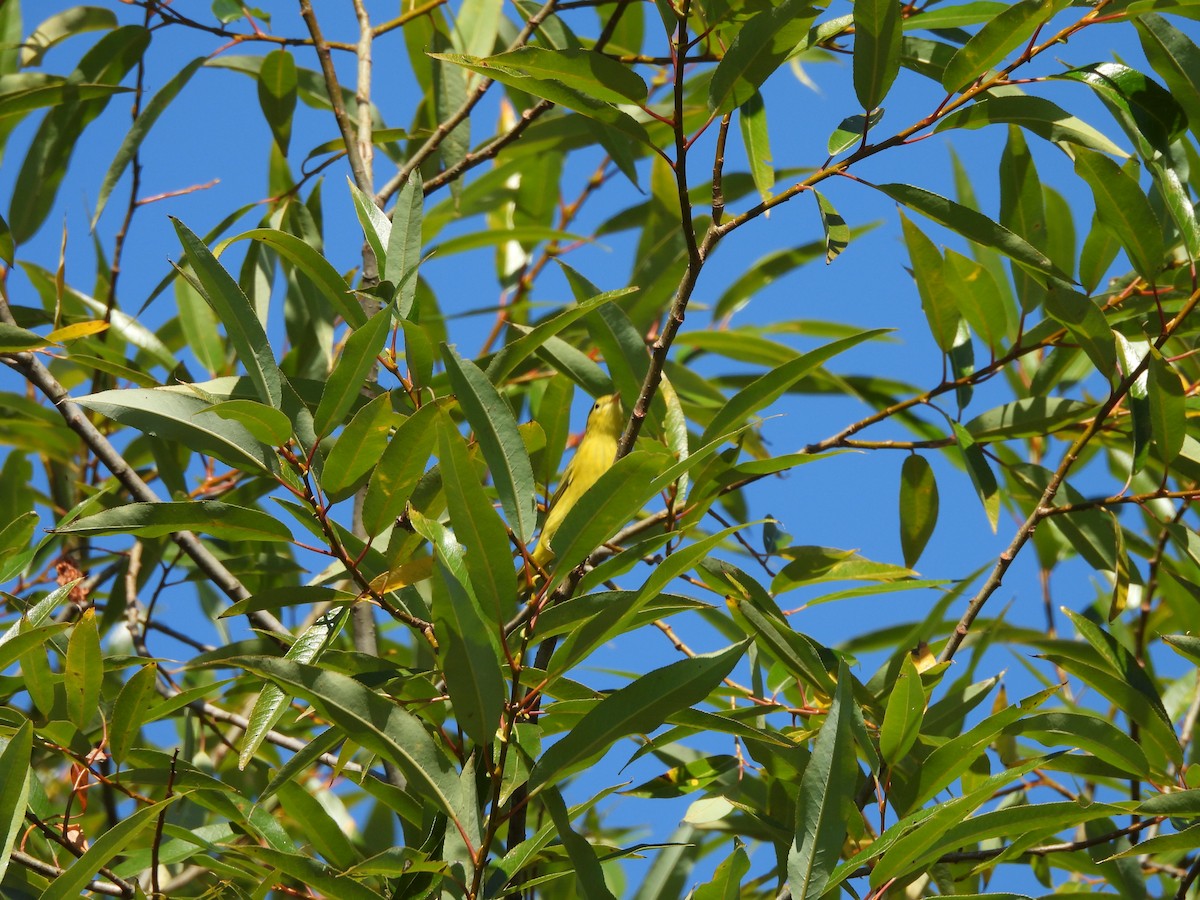 Wilson's Warbler - ML640149339