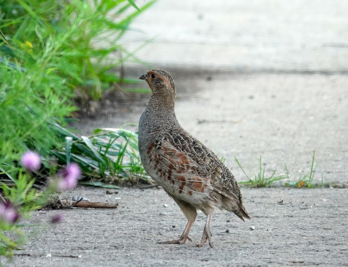 Gray Partridge - ML640149354