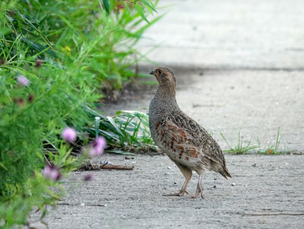 Gray Partridge - ML640149355