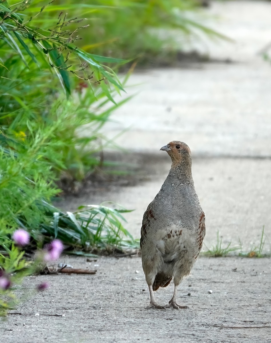 Gray Partridge - ML640149357