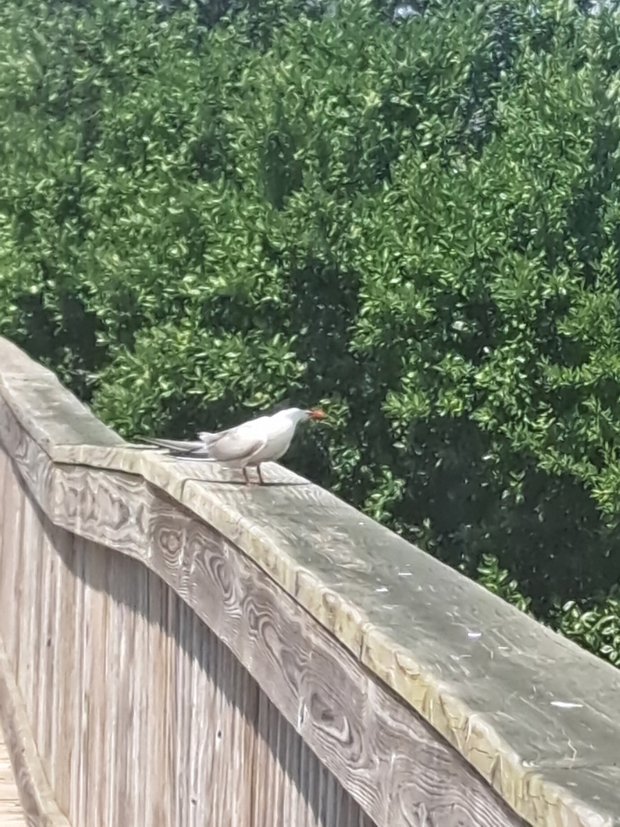 Common Tern - ML640149360