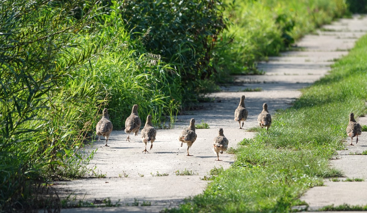 Gray Partridge - ML640149372