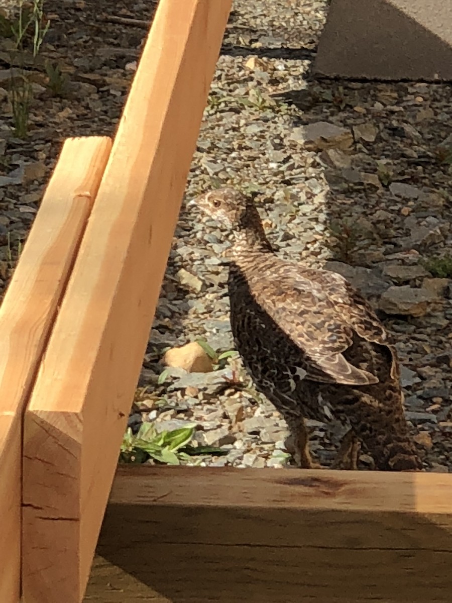 tetřívek douglaskový - ML640149385