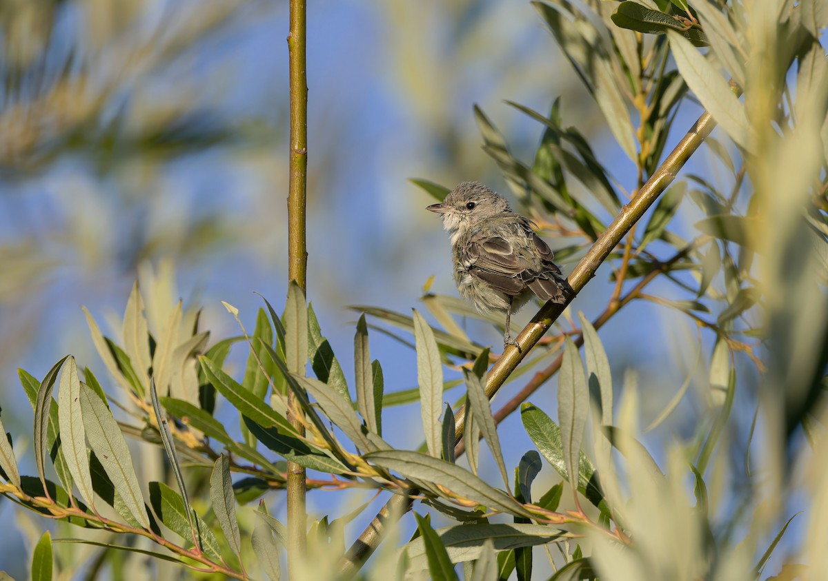 Braunaugenvireo (pusillus) - ML640149395