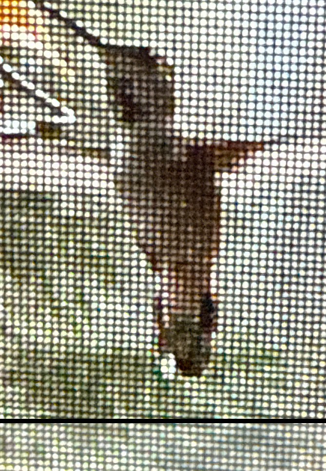 kalypta rezavolesklá - ML640149423