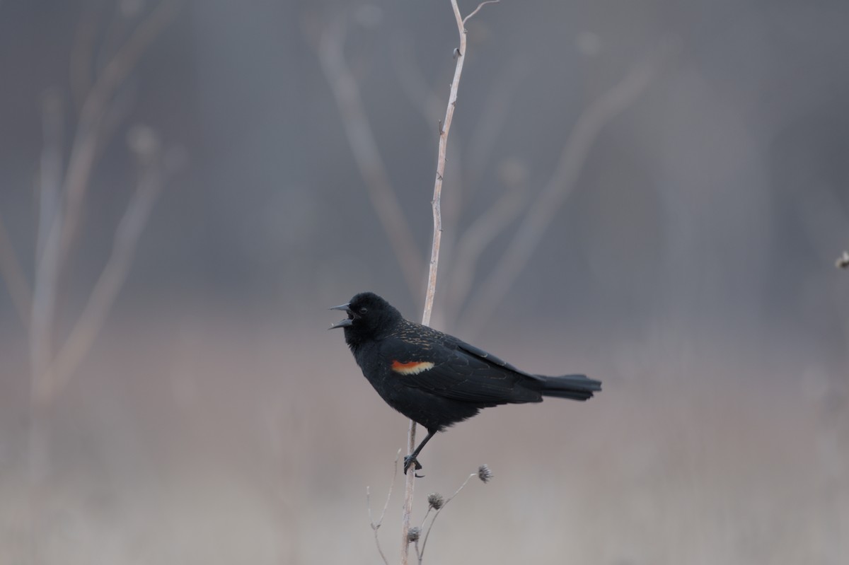 Red-winged Blackbird - ML640149465
