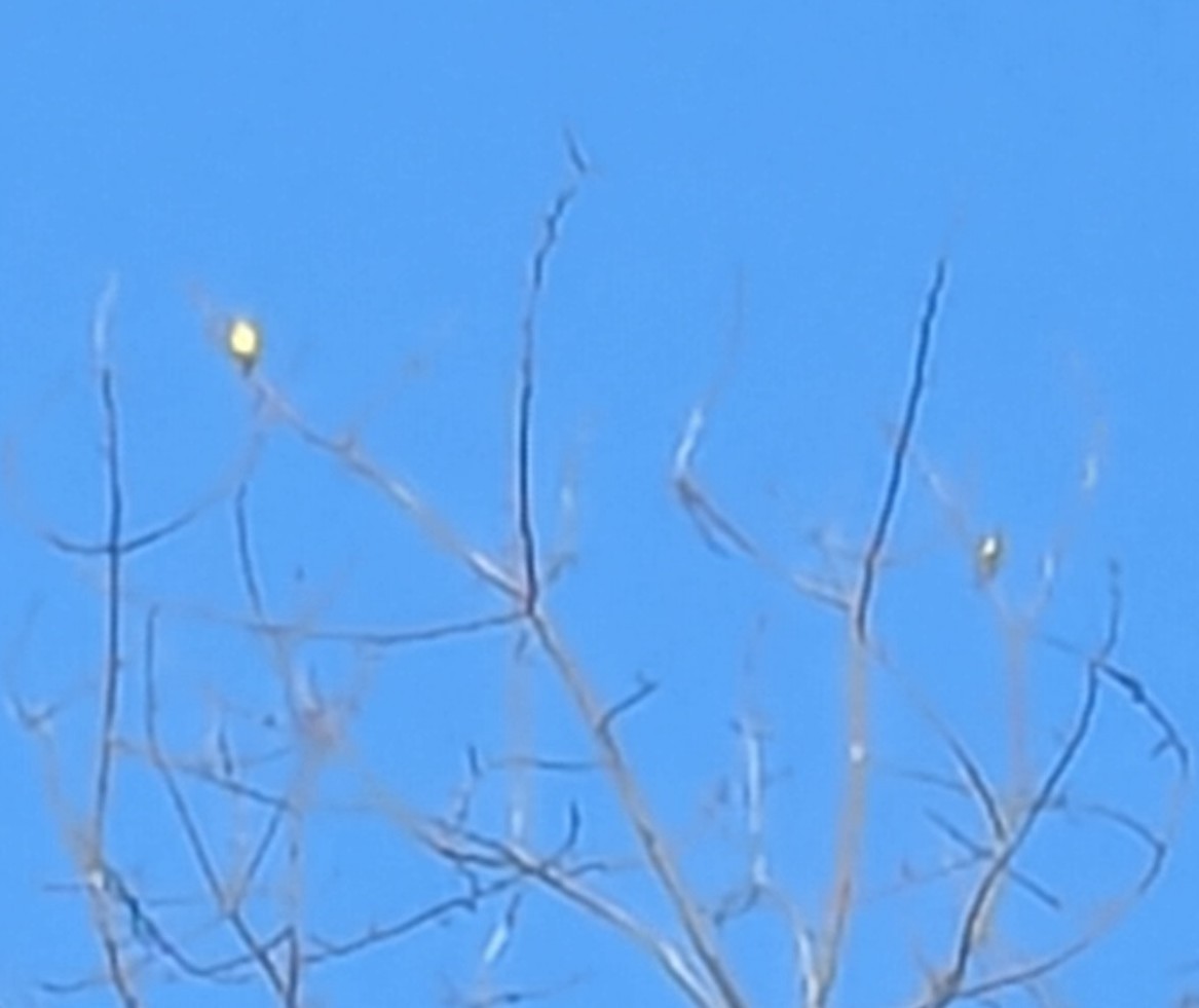 American Goldfinch - ML640149491