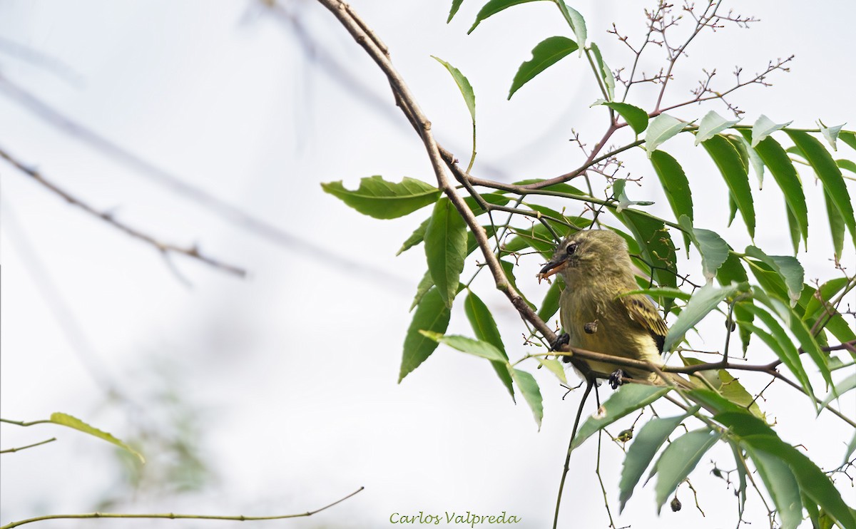 Rough-legged Tyrannulet - ML640149493