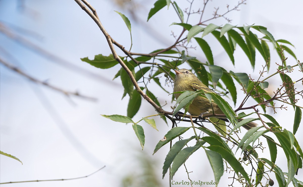 Rough-legged Tyrannulet - ML640149507