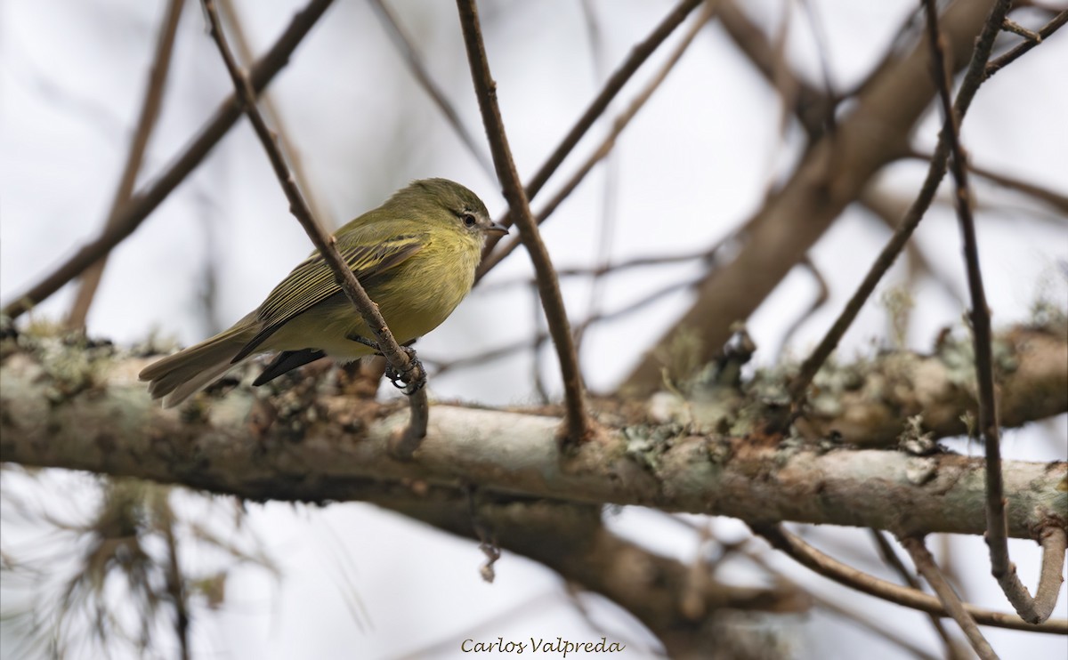 Rough-legged Tyrannulet - ML640149510