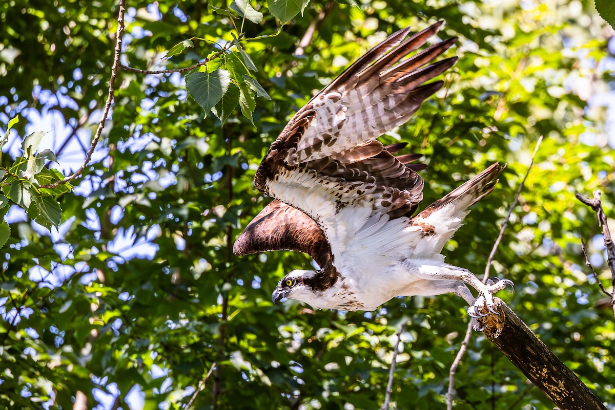 Osprey - ML640149581