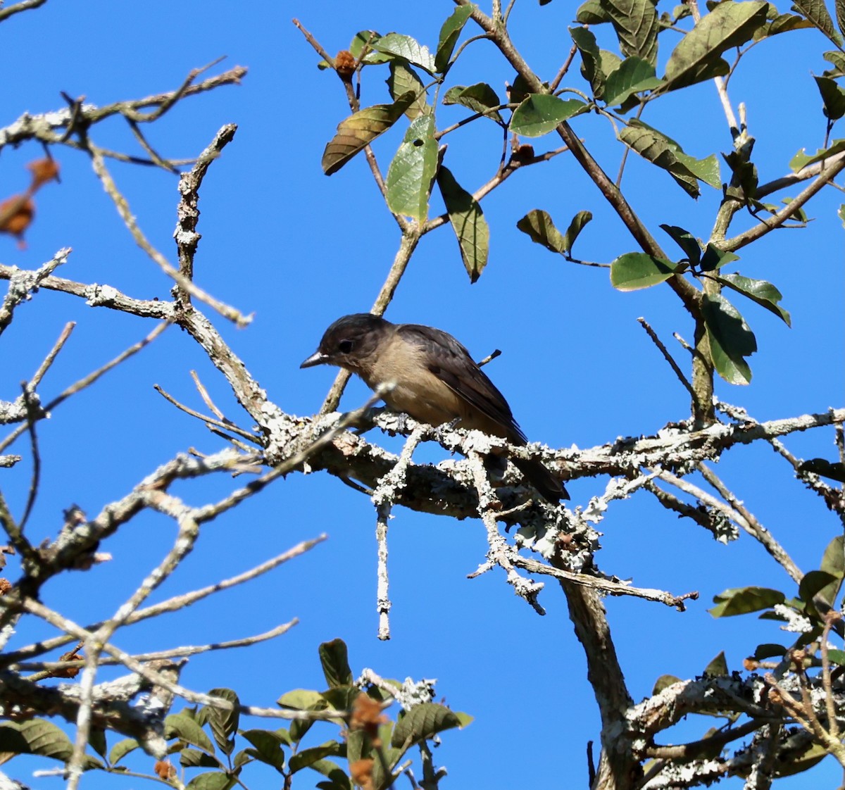 Crested Becard - ML640149608
