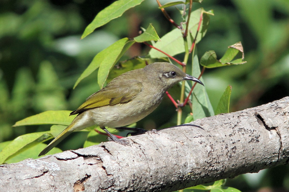 Dark-brown Honeyeater - ML640149613