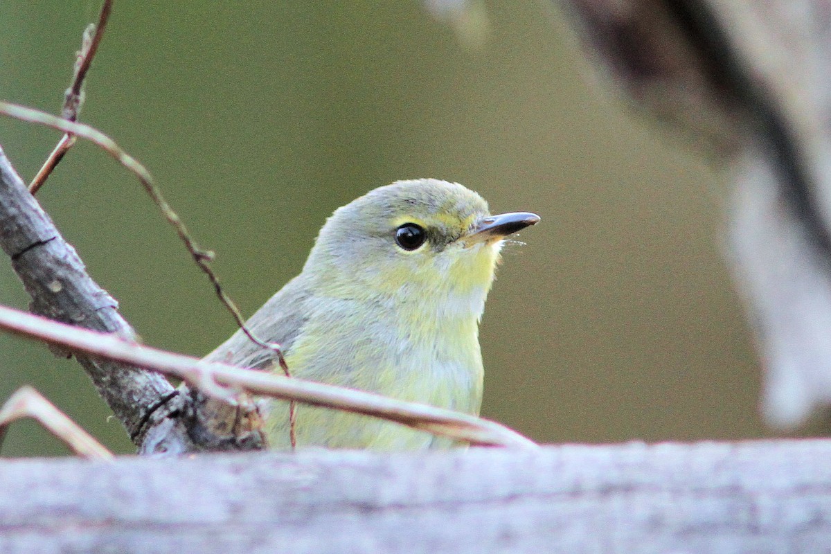 Fan-tailed Gerygone - ML640149675