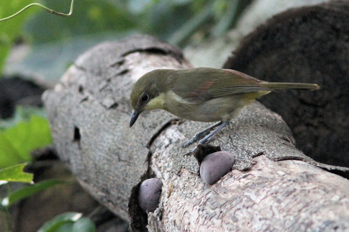New Caledonian Whistler - ML640149735
