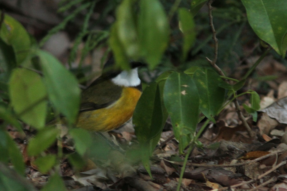 New Caledonian Whistler - ML640149736