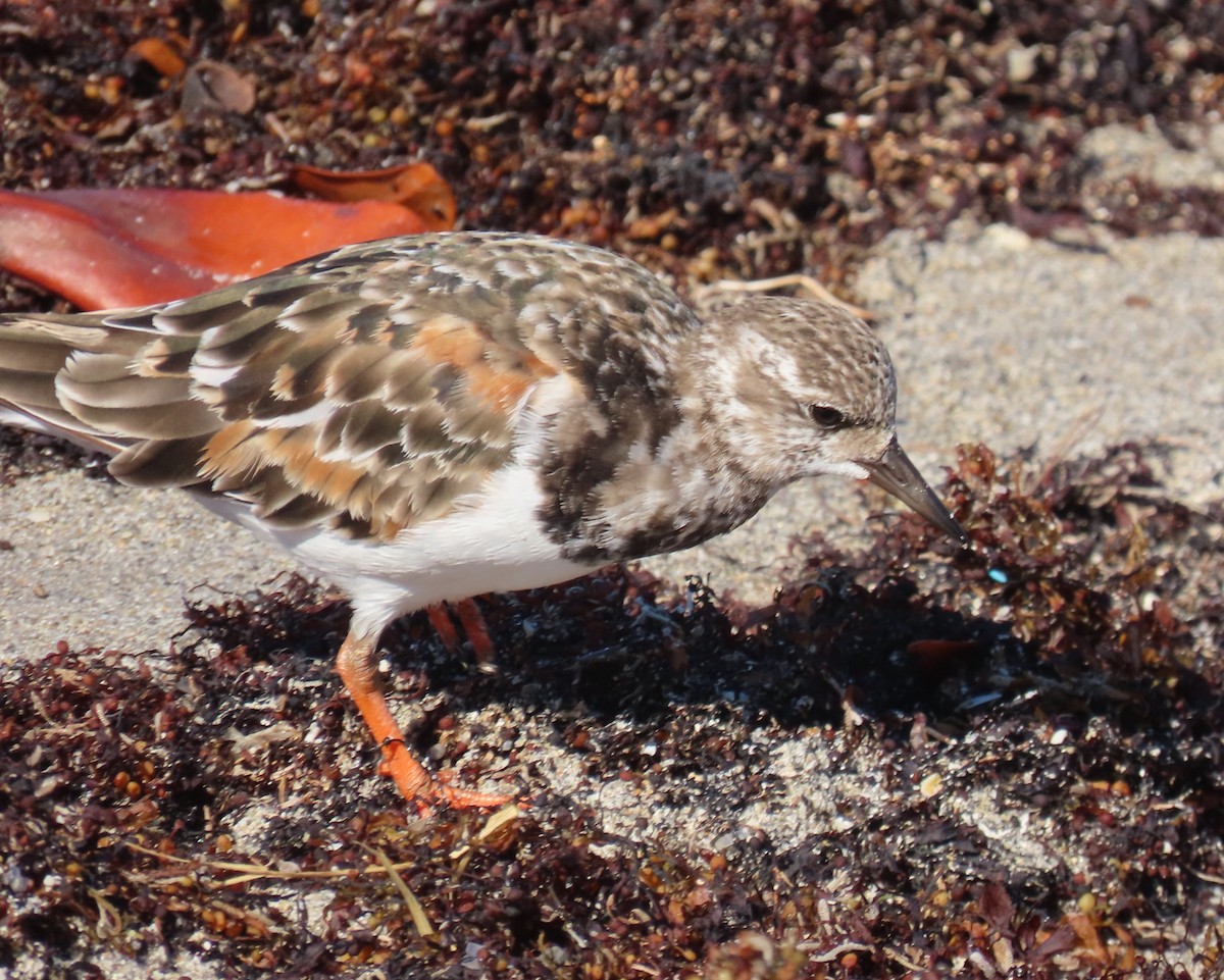 Ruddy Turnstone - ML640149769