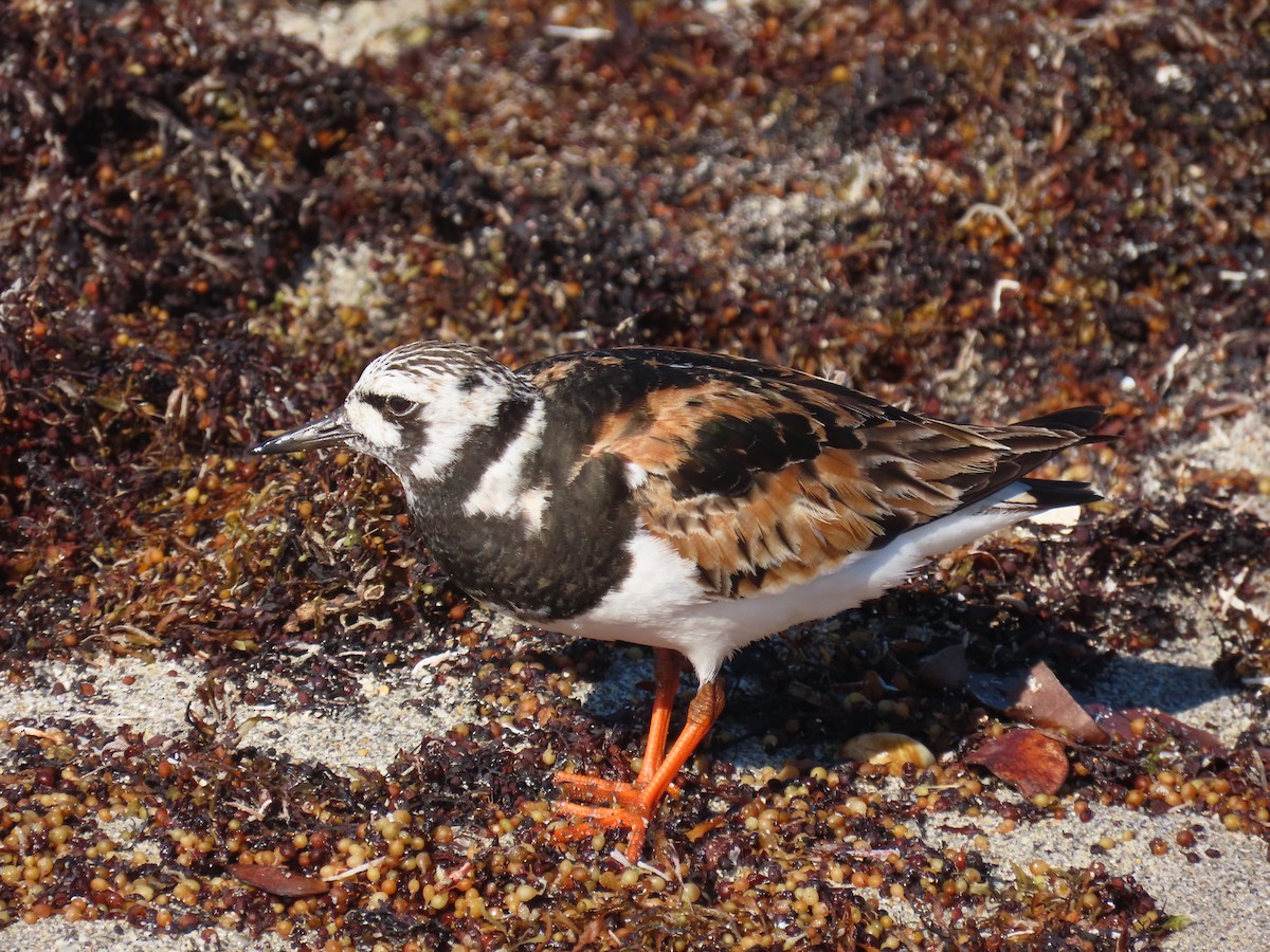 Ruddy Turnstone - ML640149771