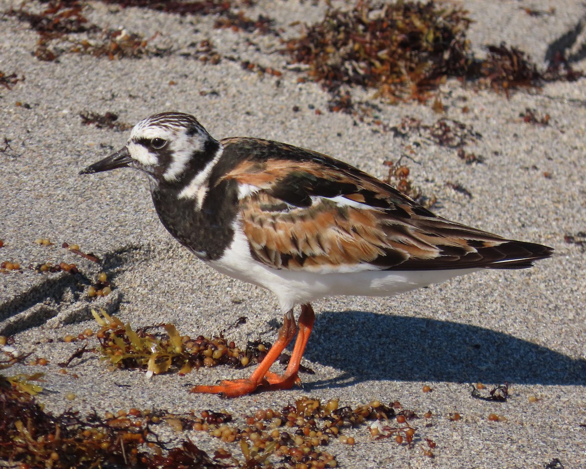 Ruddy Turnstone - ML640149772