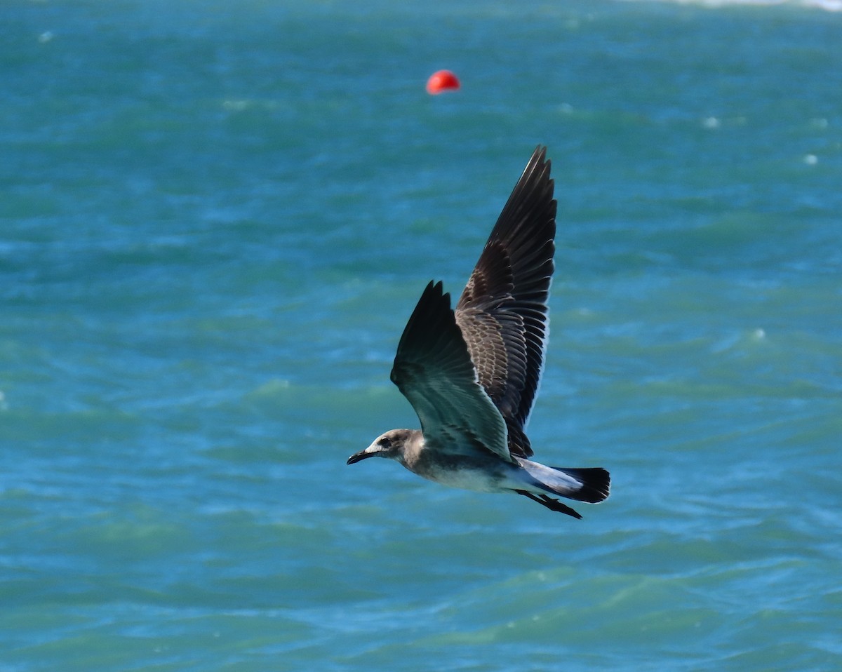 Laughing Gull - ML640149791