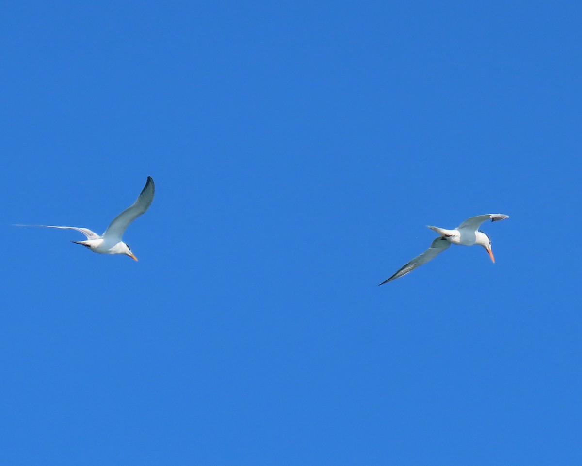 Royal Tern - ML640149793