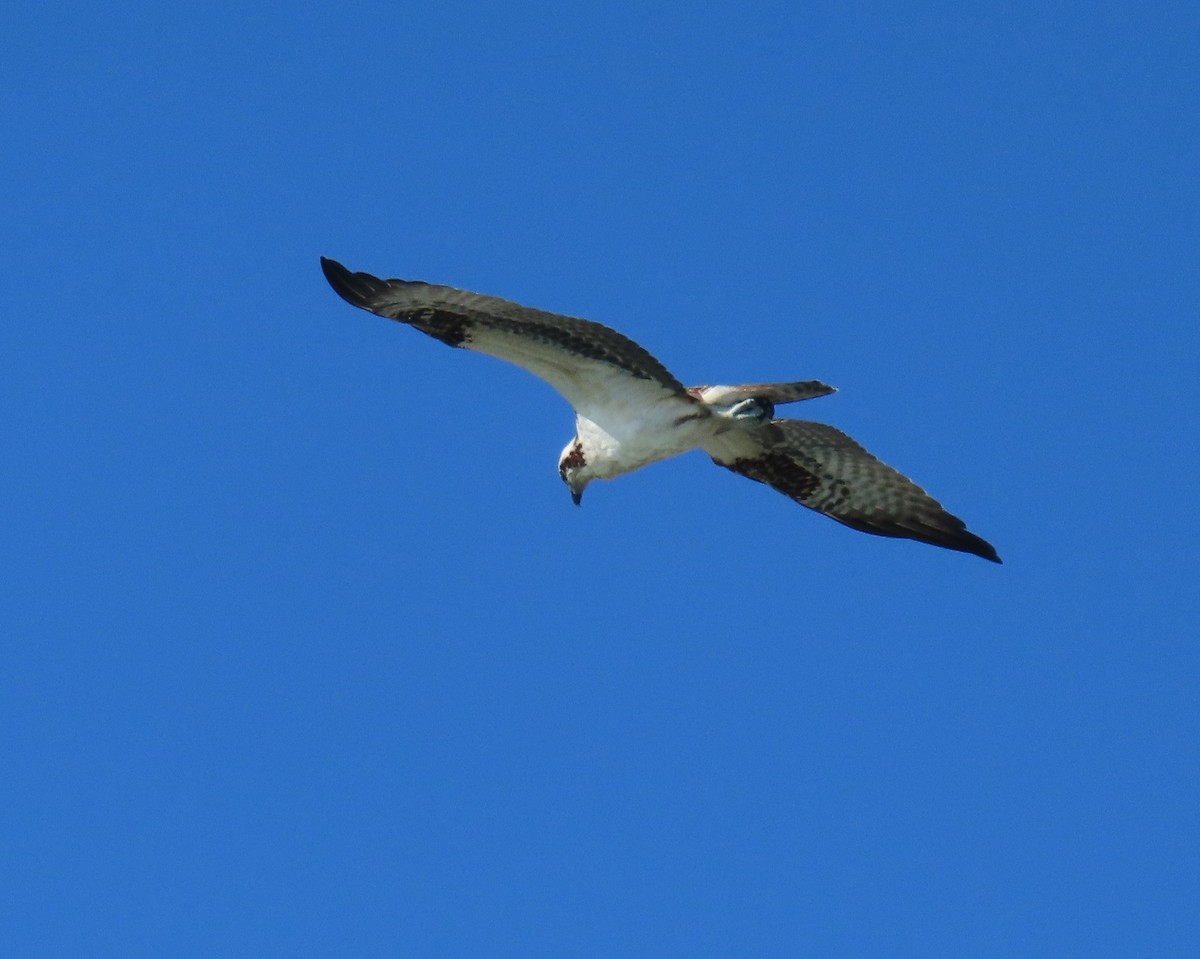 Osprey - ML640149812