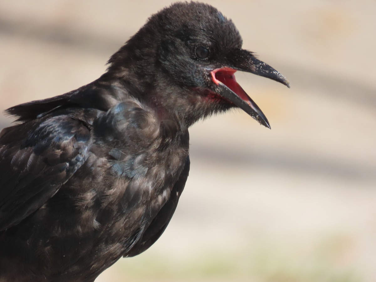Fish Crow - ML640149828