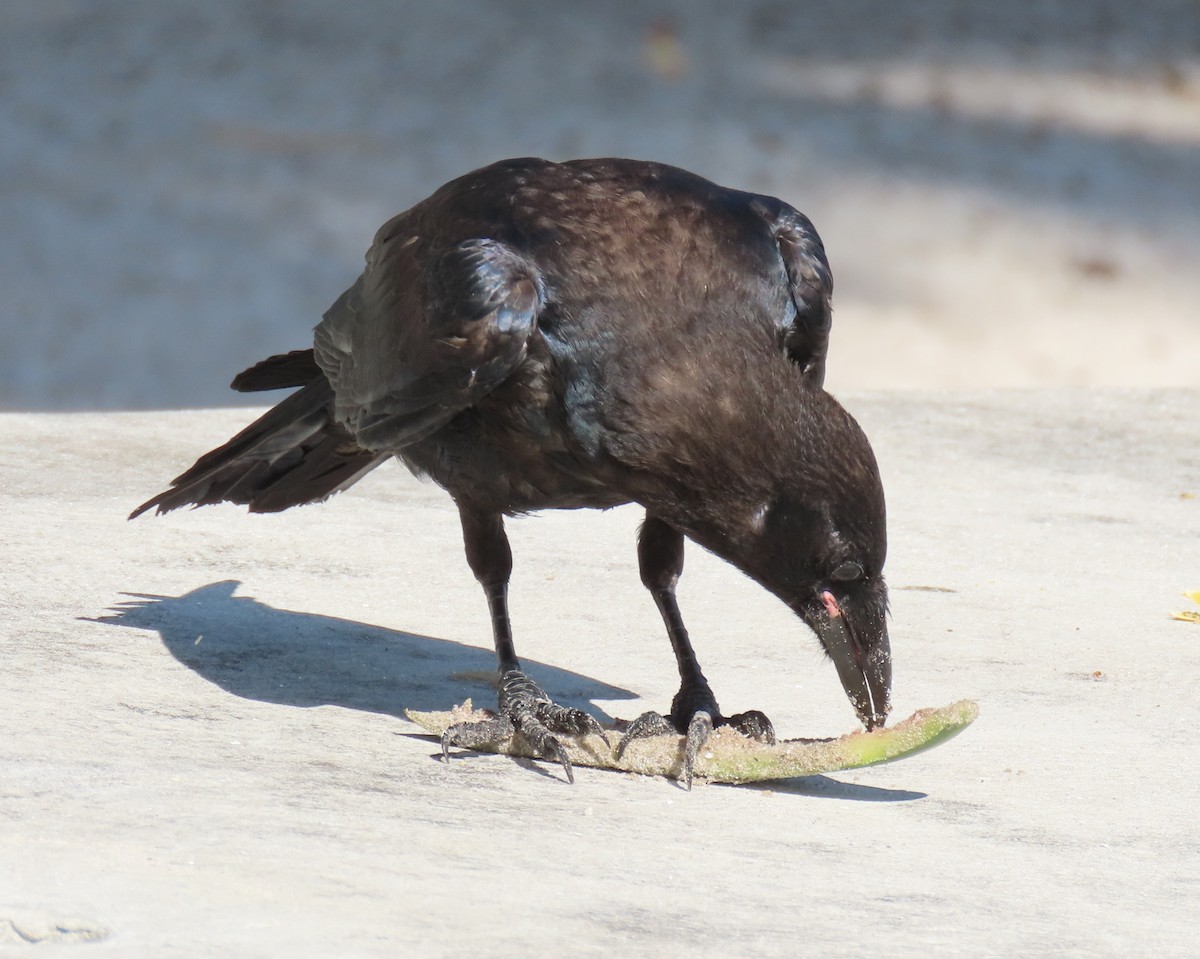 Fish Crow - ML640149830