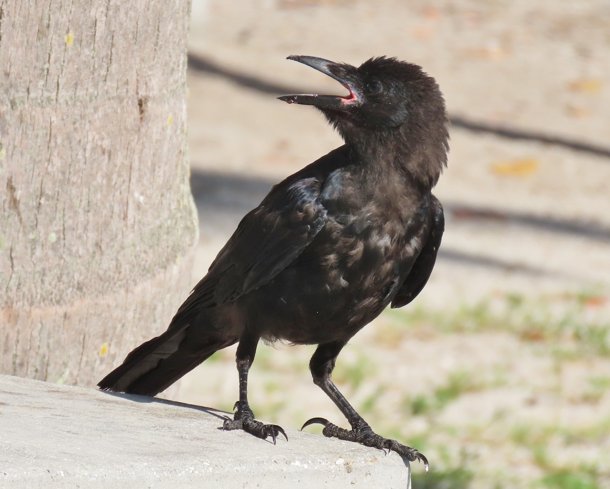 Fish Crow - ML640149832