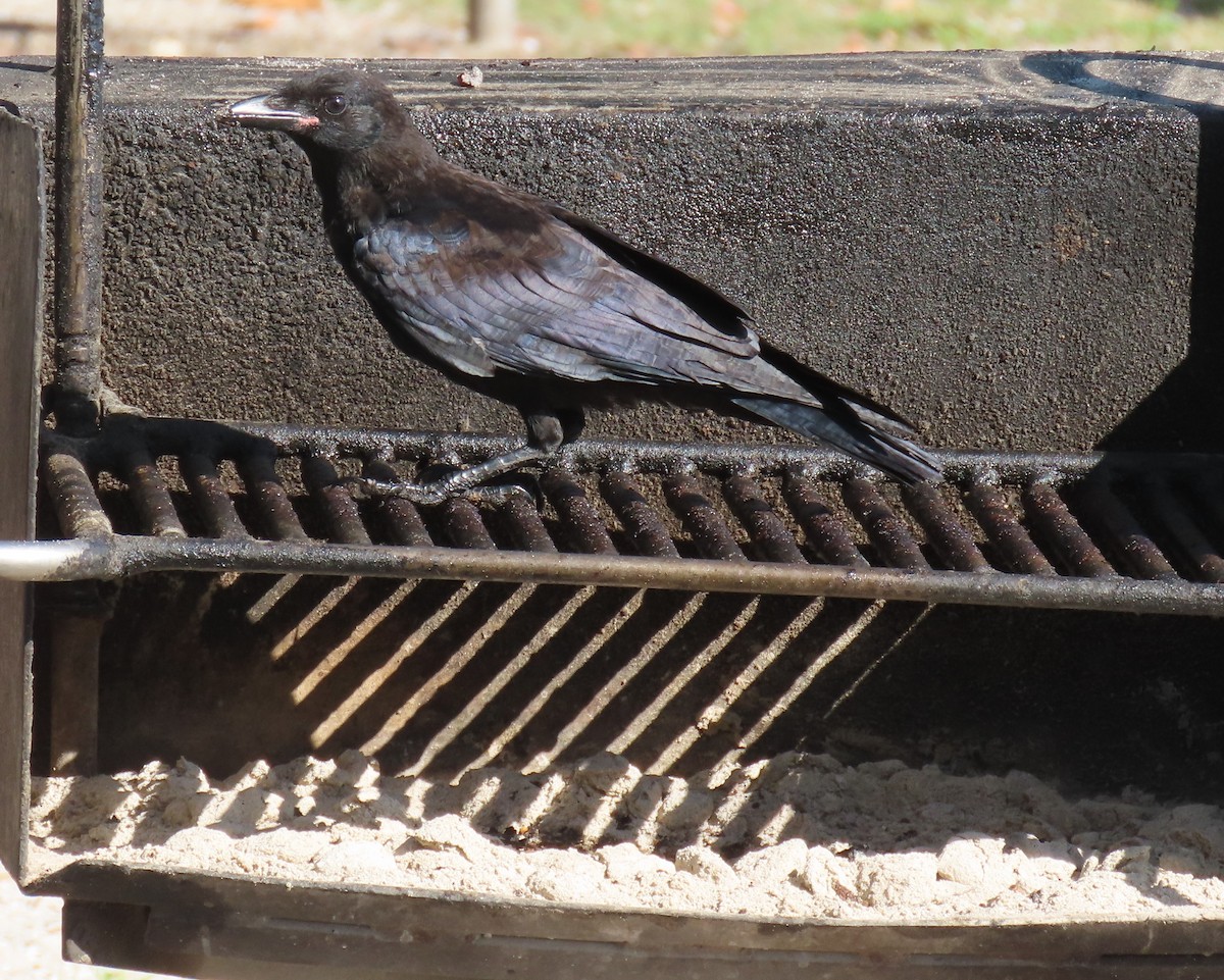 Fish Crow - ML640149833