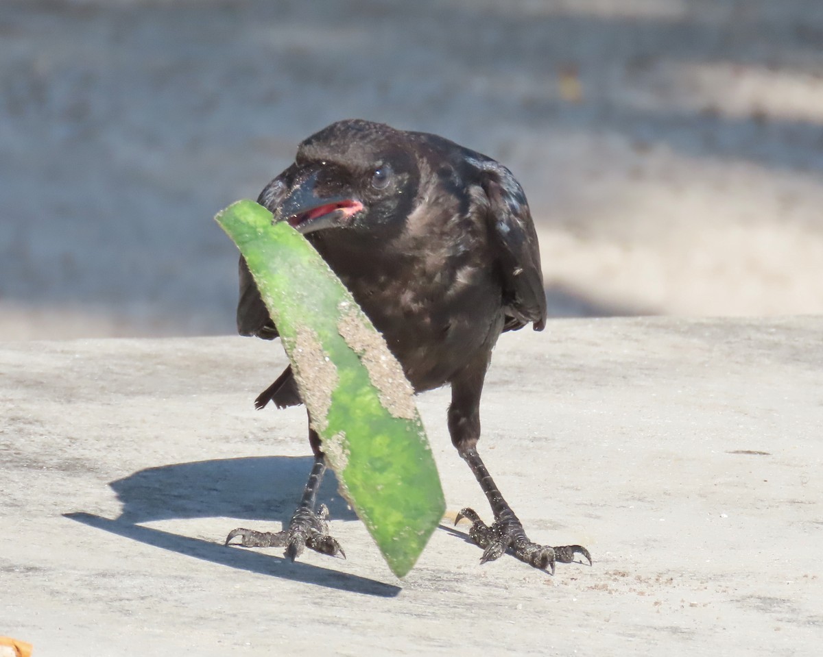 Fish Crow - ML640149834