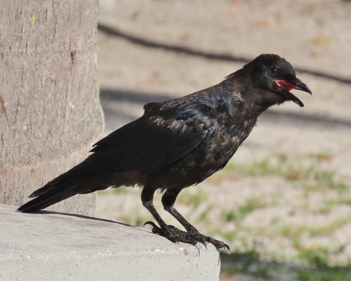 Fish Crow - ML640149835