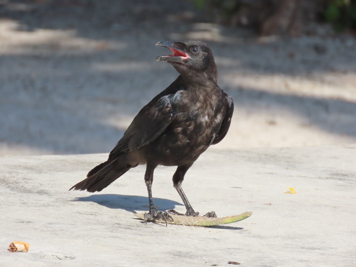 Fish Crow - ML640149836