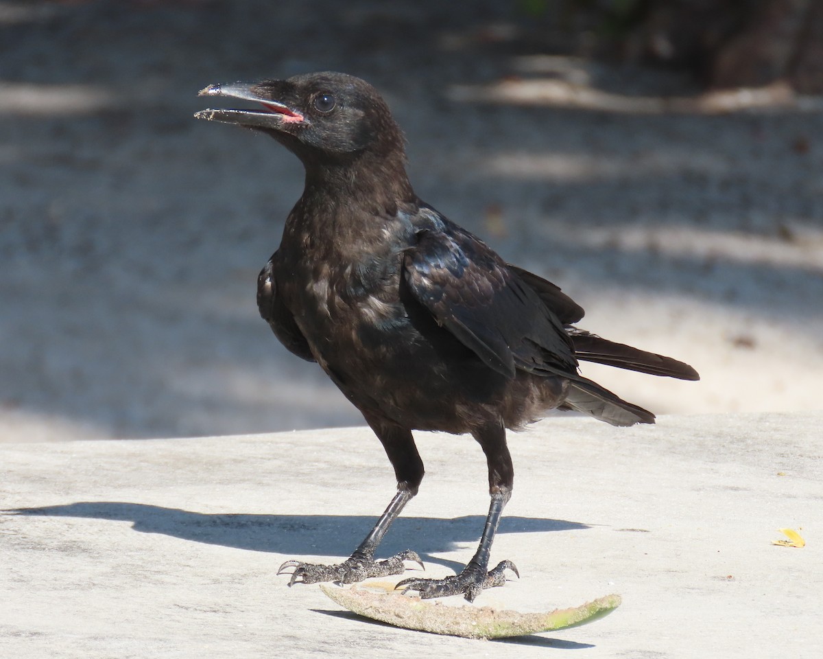 Fish Crow - ML640149837