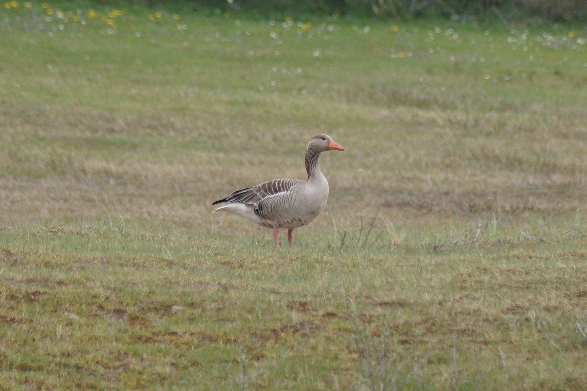 Graylag Goose - ML640149857