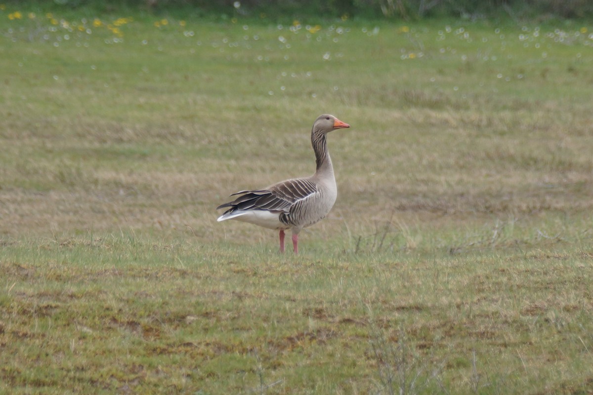 Graylag Goose - ML640149858