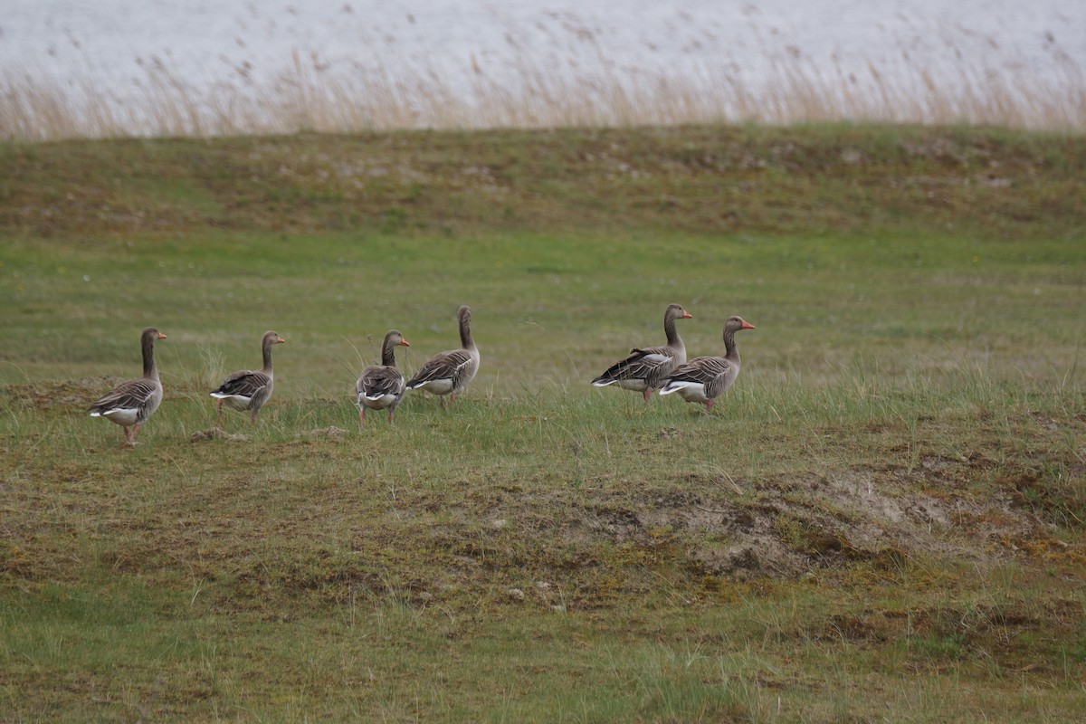 Graylag Goose - ML640149859