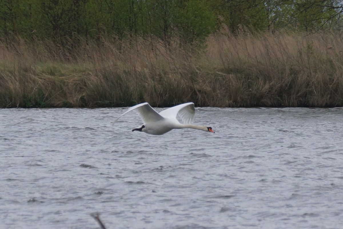 Höckerschwan - ML640149866