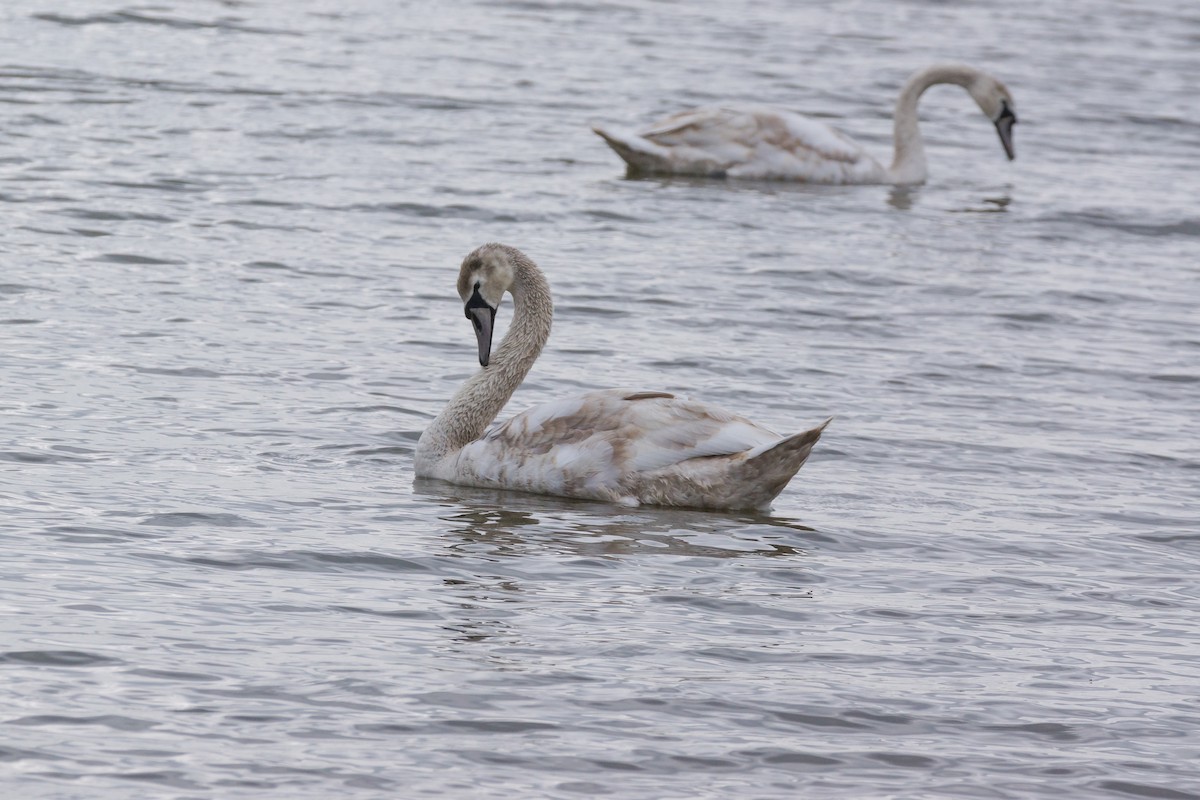 Höckerschwan - ML640149867