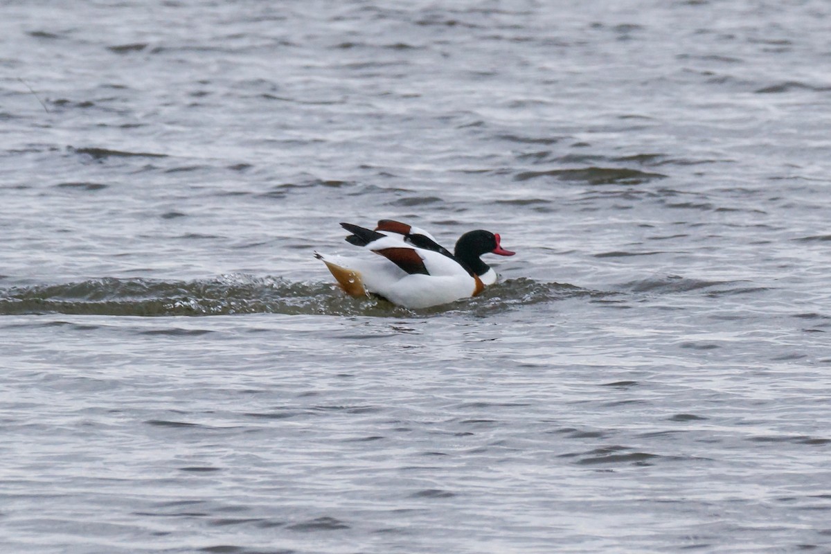 Brandgans - ML640149882